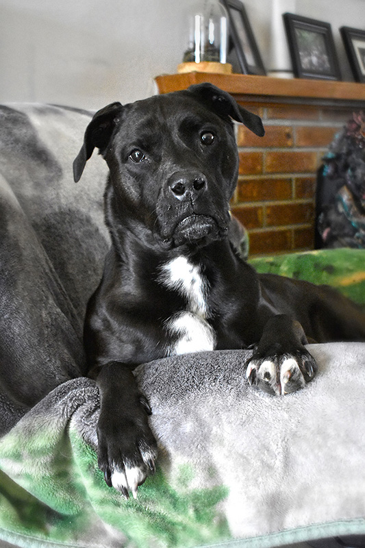 Multnomah Falls image
